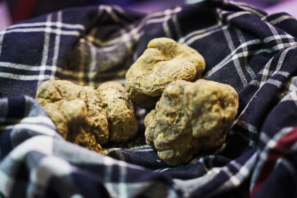 Tartufo bianco delle Colline Sanminiatesi